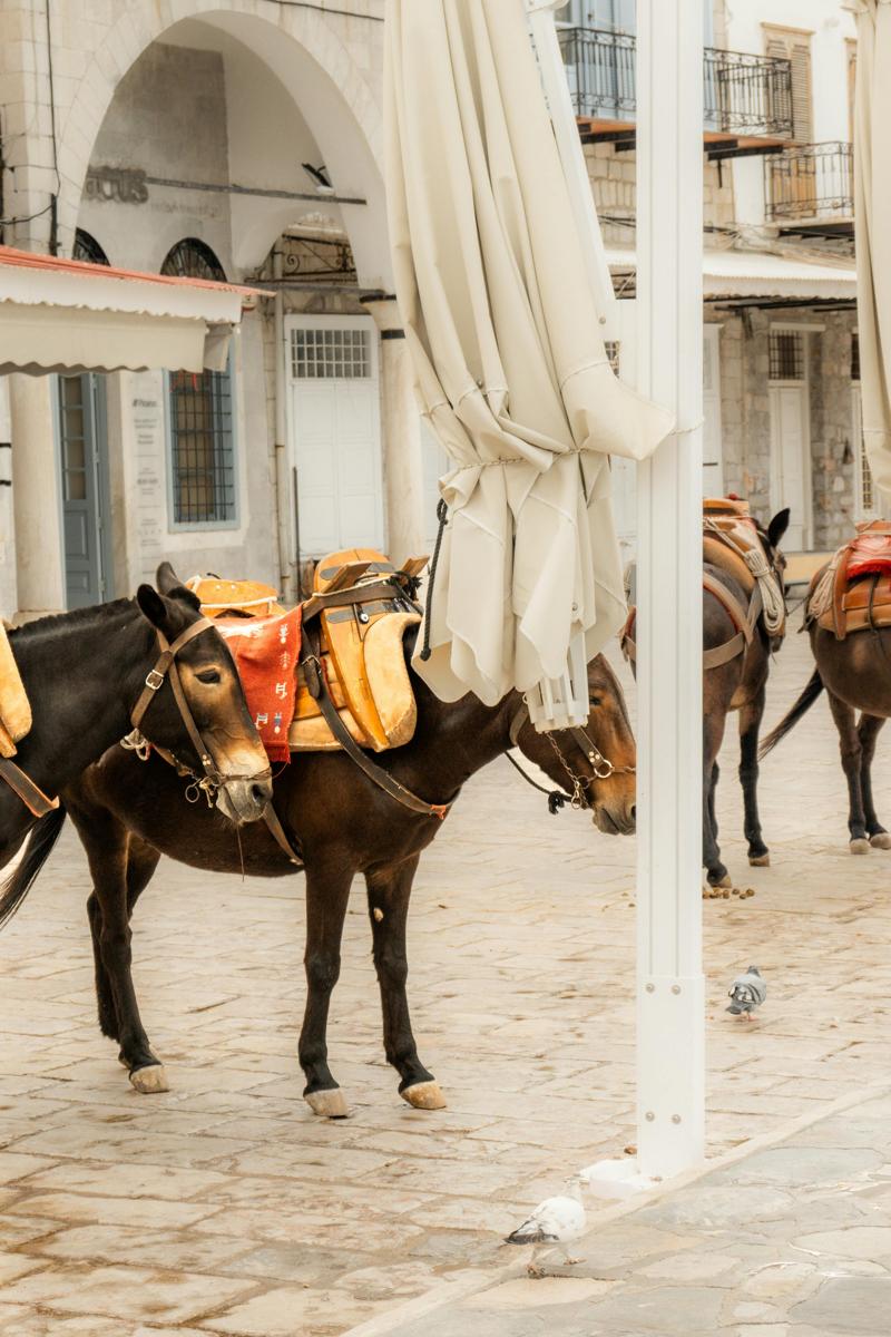 horse gifts